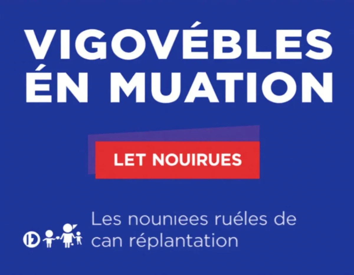 Vignobles en mutation : les nouvelles règles de replantation